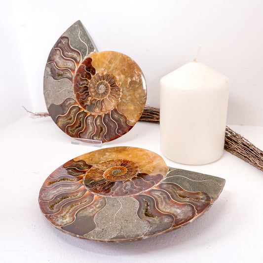 Ammonite half fossil crystal shell XL