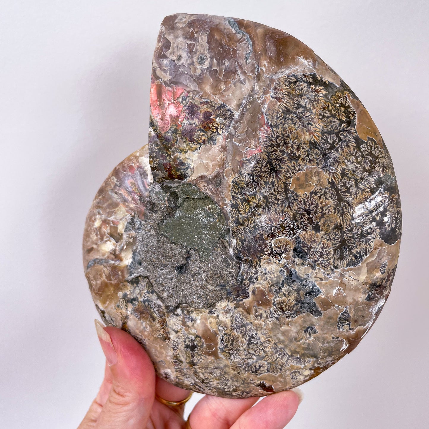 Ammonite half fossil crystal shell XL