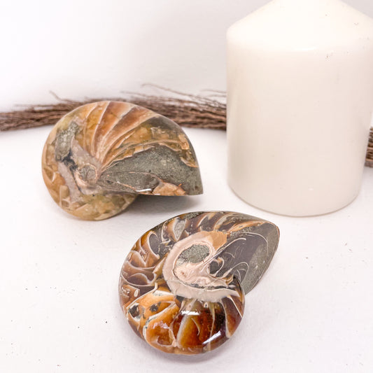 Nautilus Ammonite fossil crystal shell