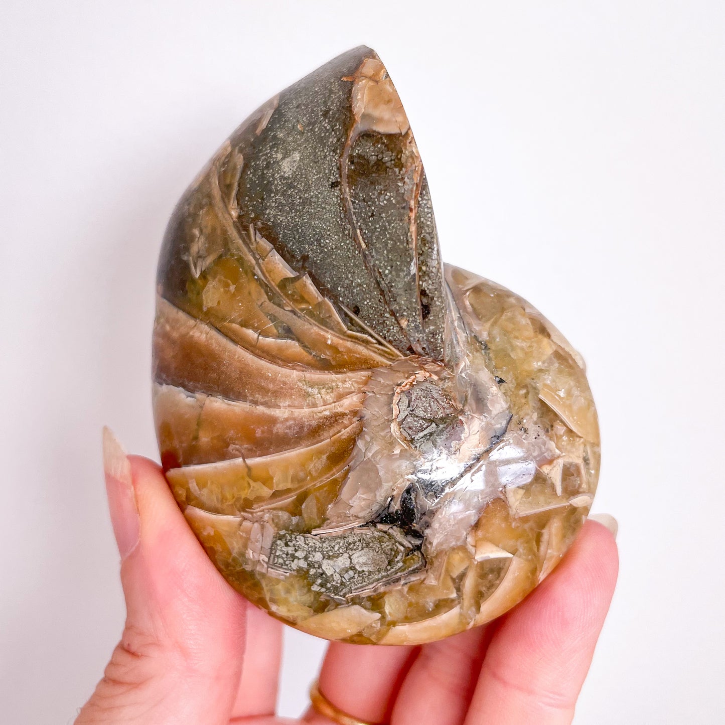 Nautilus Ammonite fossil crystal shell