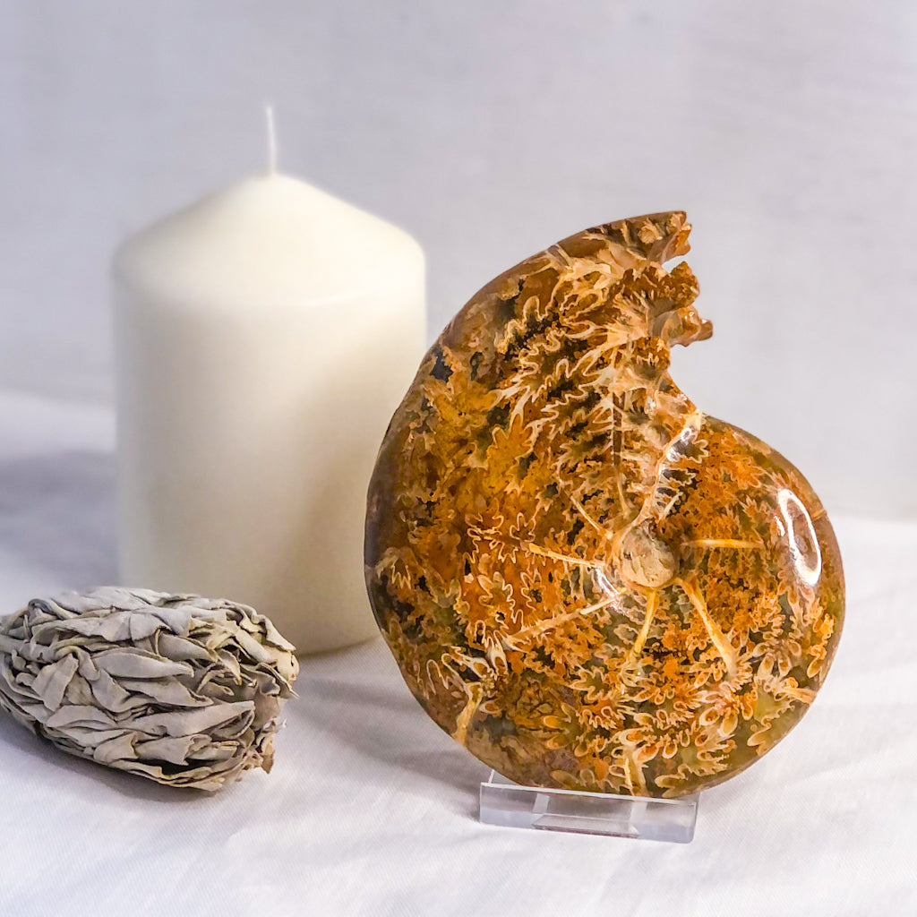 Ammonite whole fossil crystal shell A1 quality