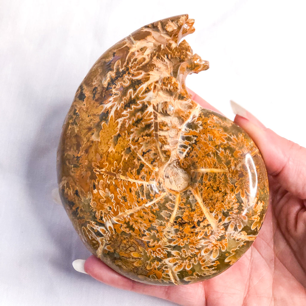Ammonite whole fossil crystal shell A1 quality
