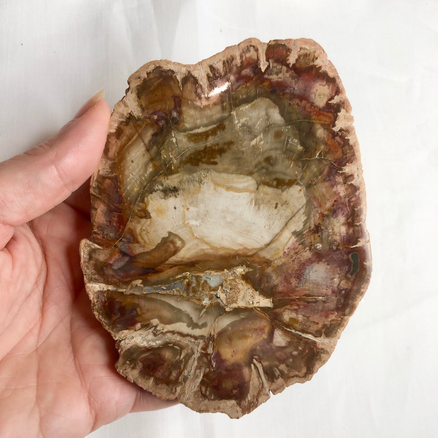 Quartz crystal fossil wood slice slab / ring tray 12