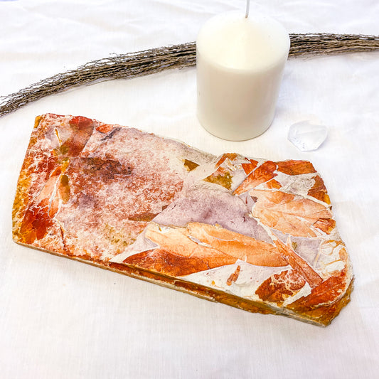 Australian seed fern leaf permian fossil crystal slab