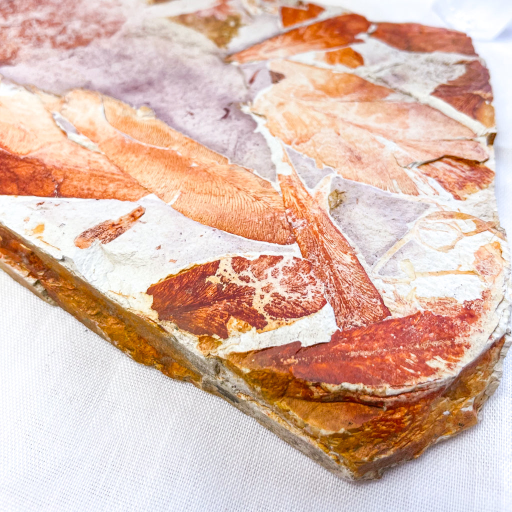 Australian seed fern leaf permian fossil crystal slab