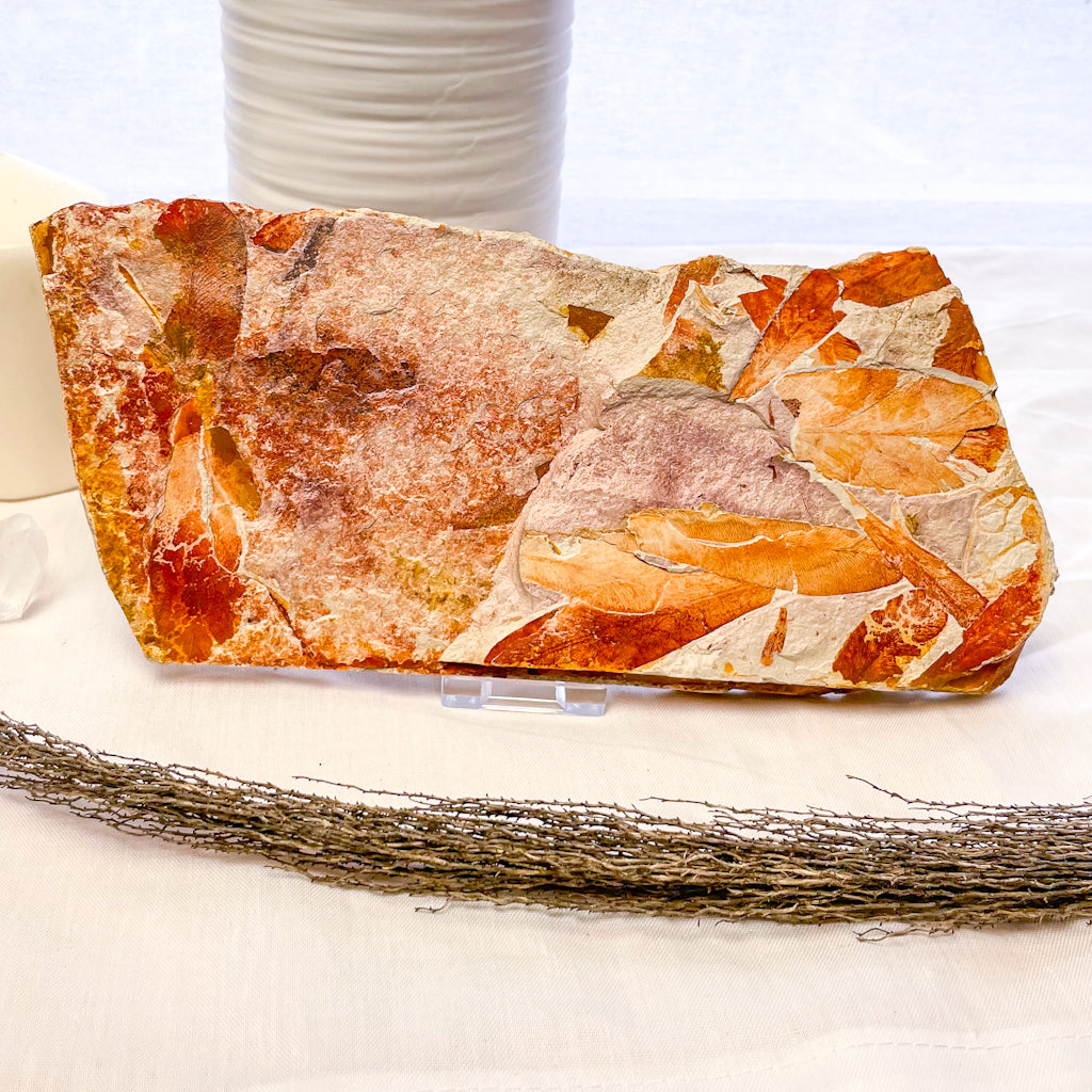 Australian seed fern leaf permian fossil crystal slab