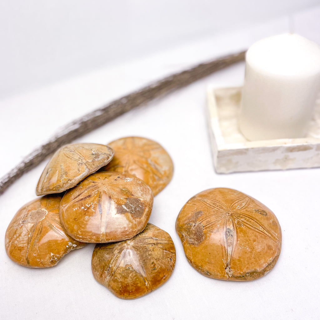 Fossil sea urchin crystal M-L