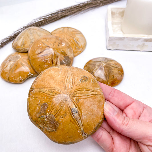 Fossil sea urchin crystal M-L
