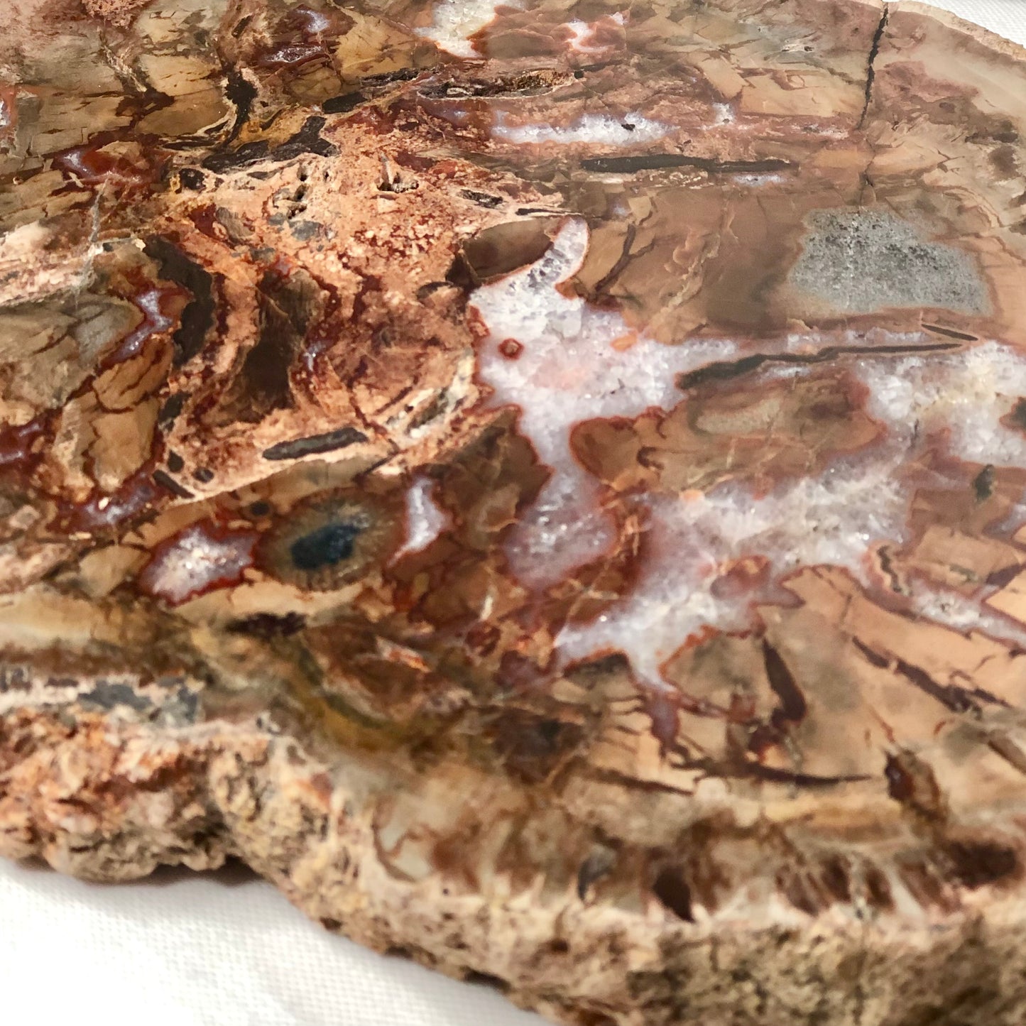 Quartz crystal fossil wood slice slab L 650g