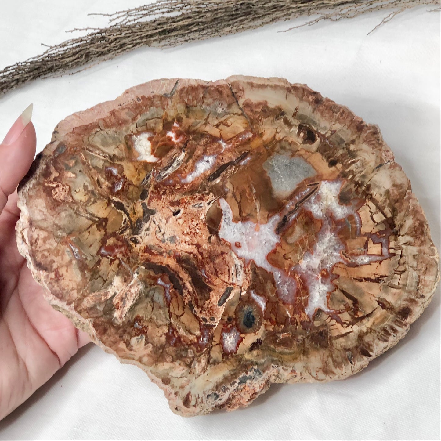 Quartz crystal fossil wood slice slab L 650g