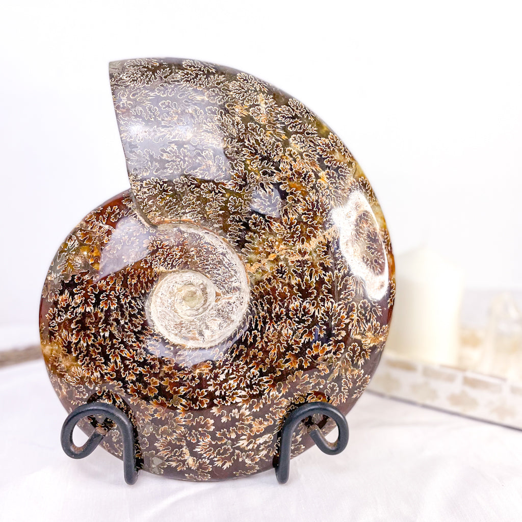 Ammonite whole fossil crystal shell XXL A1 quality 3kg