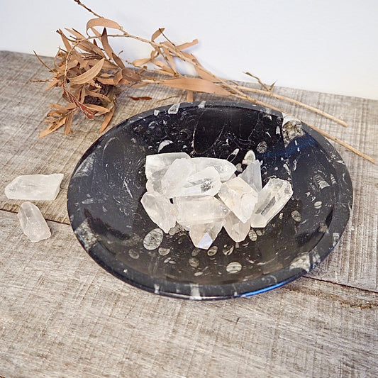 Orthoceras Fossil polished crystal bowl