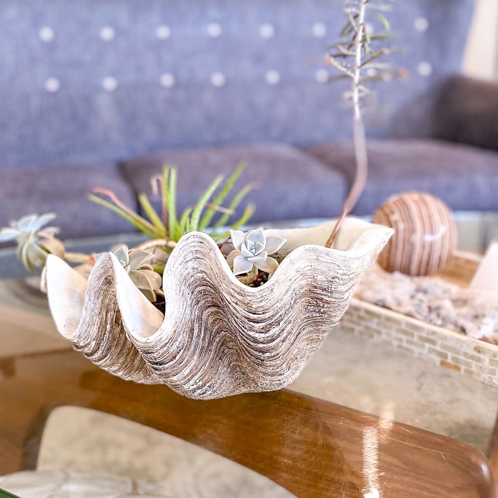 shell pot plant Clam shell display planter pot L – Long Island Trader Australia