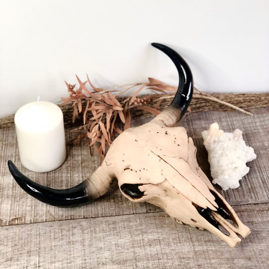 Cow bull skull wall decor