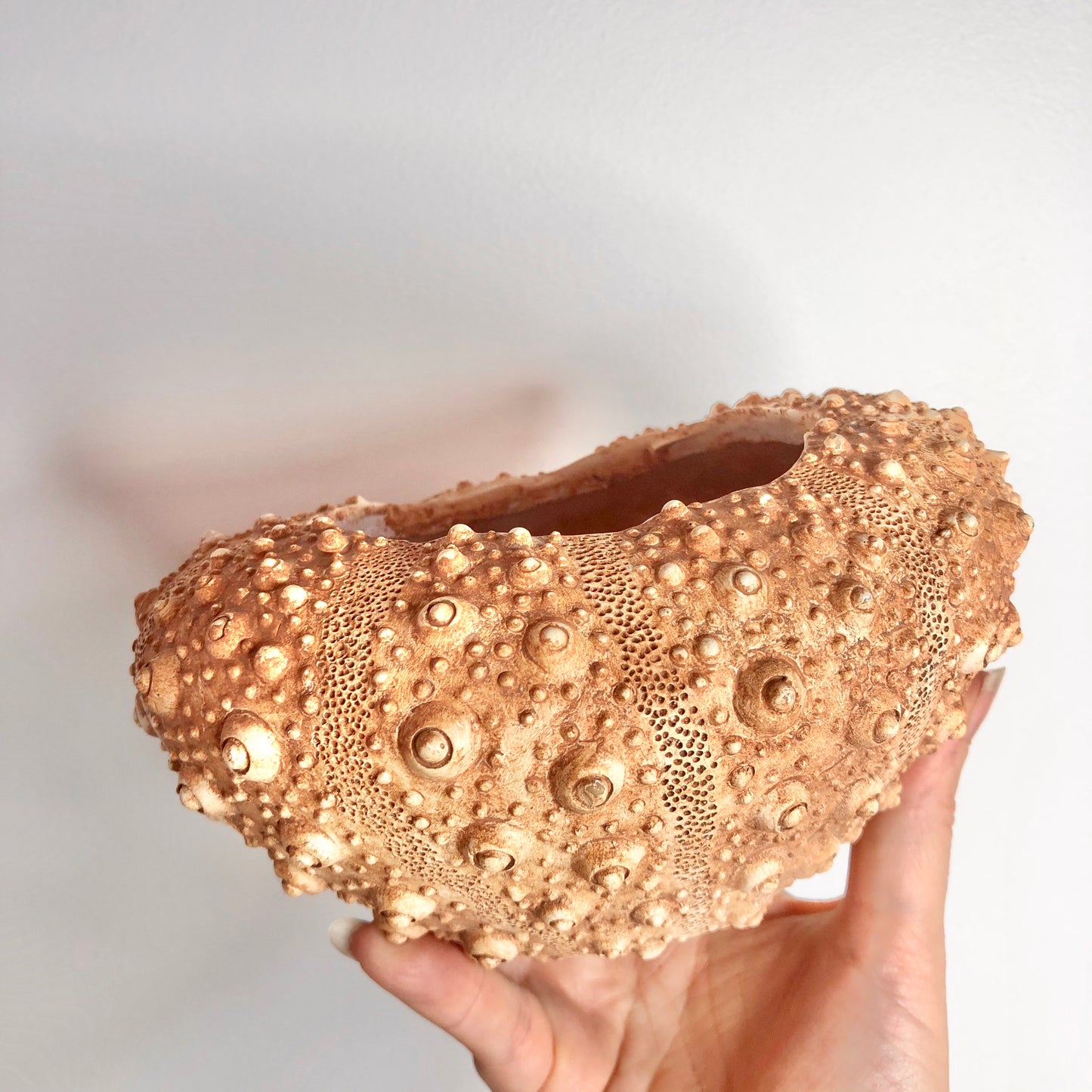 Sea urchin shell planter pot bowl vase