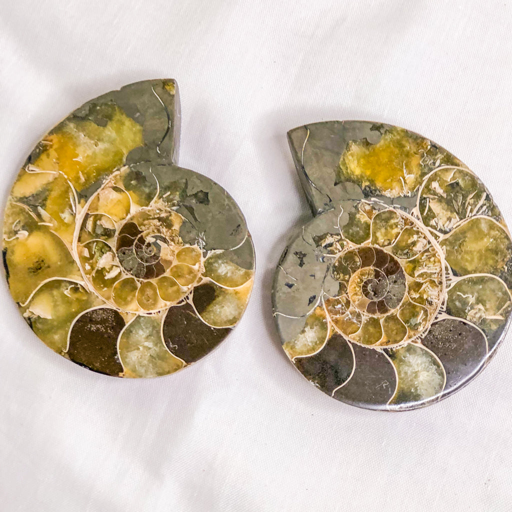 Ammonite + Pyrite sliced fossil crystal shell A1 quality pair