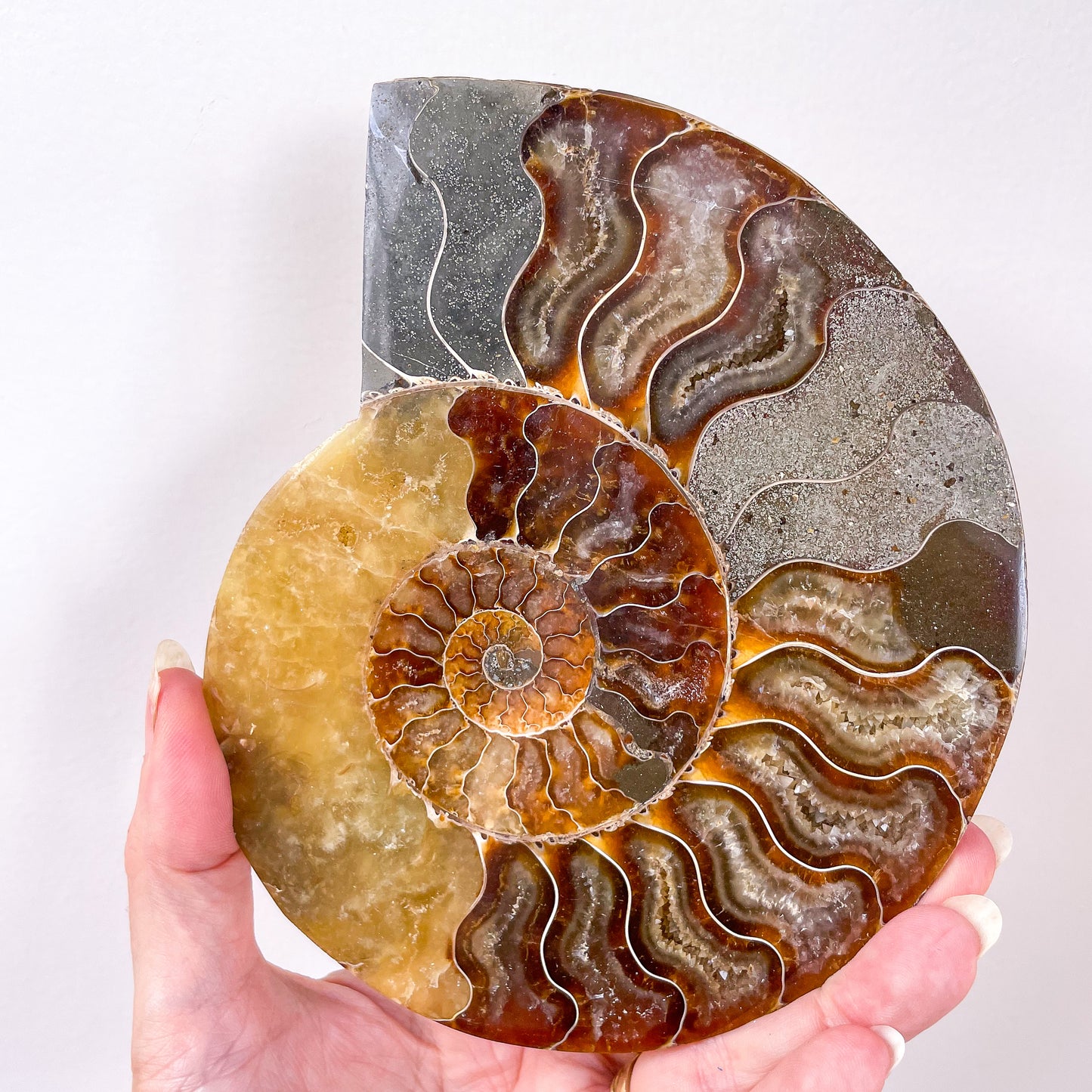 Ammonite half fossil crystal shell XL