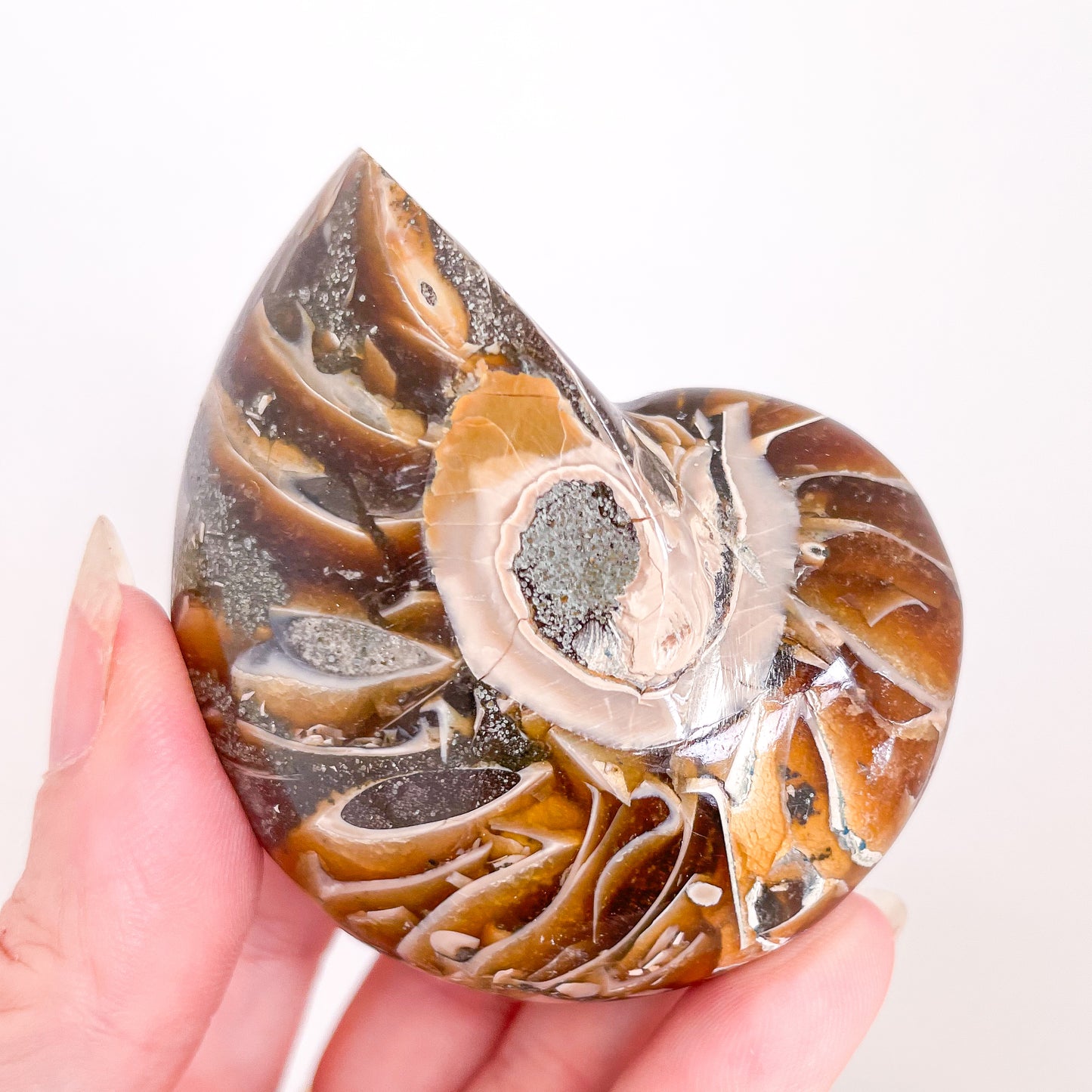 Nautilus Ammonite fossil crystal shell