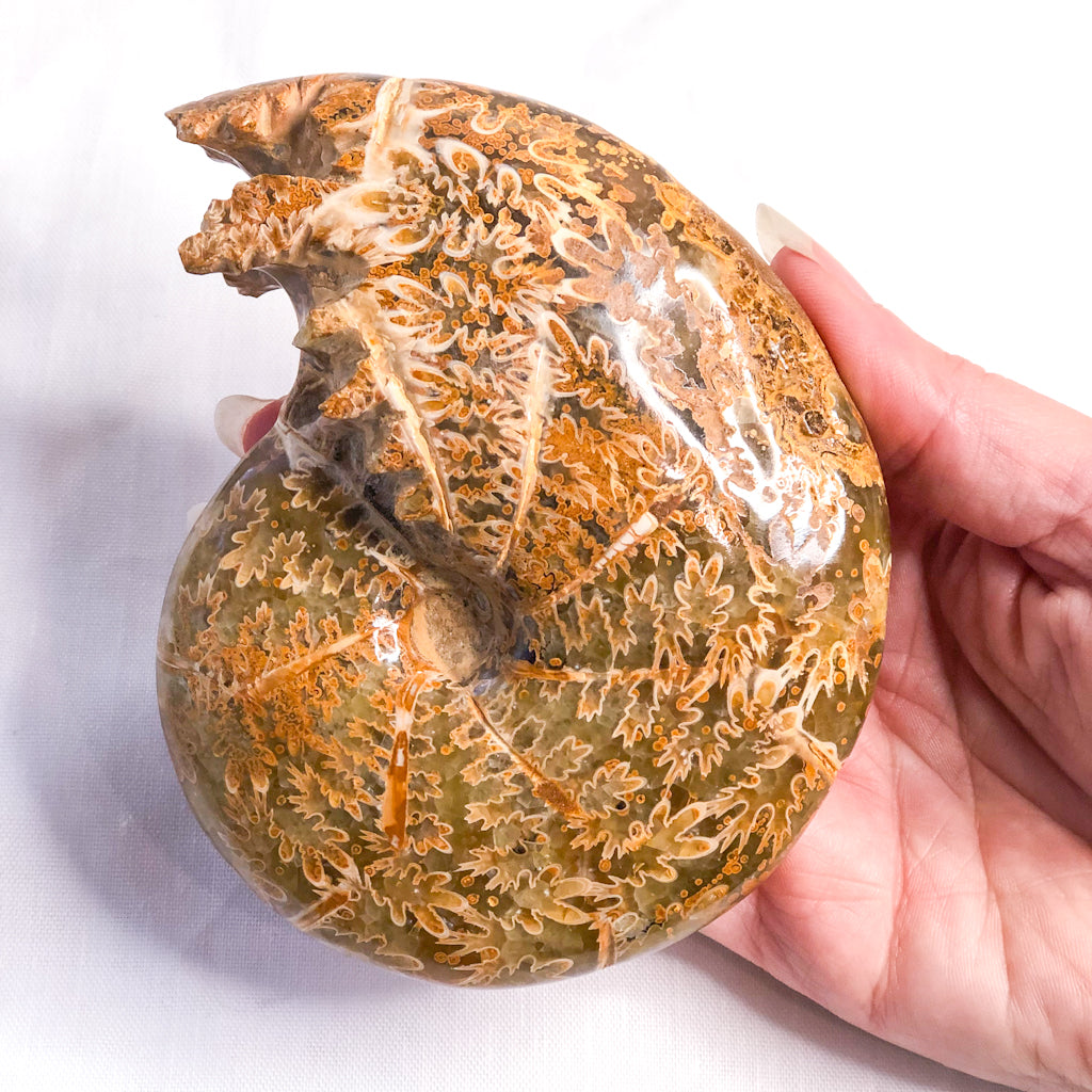 Ammonite whole fossil crystal shell A1 quality