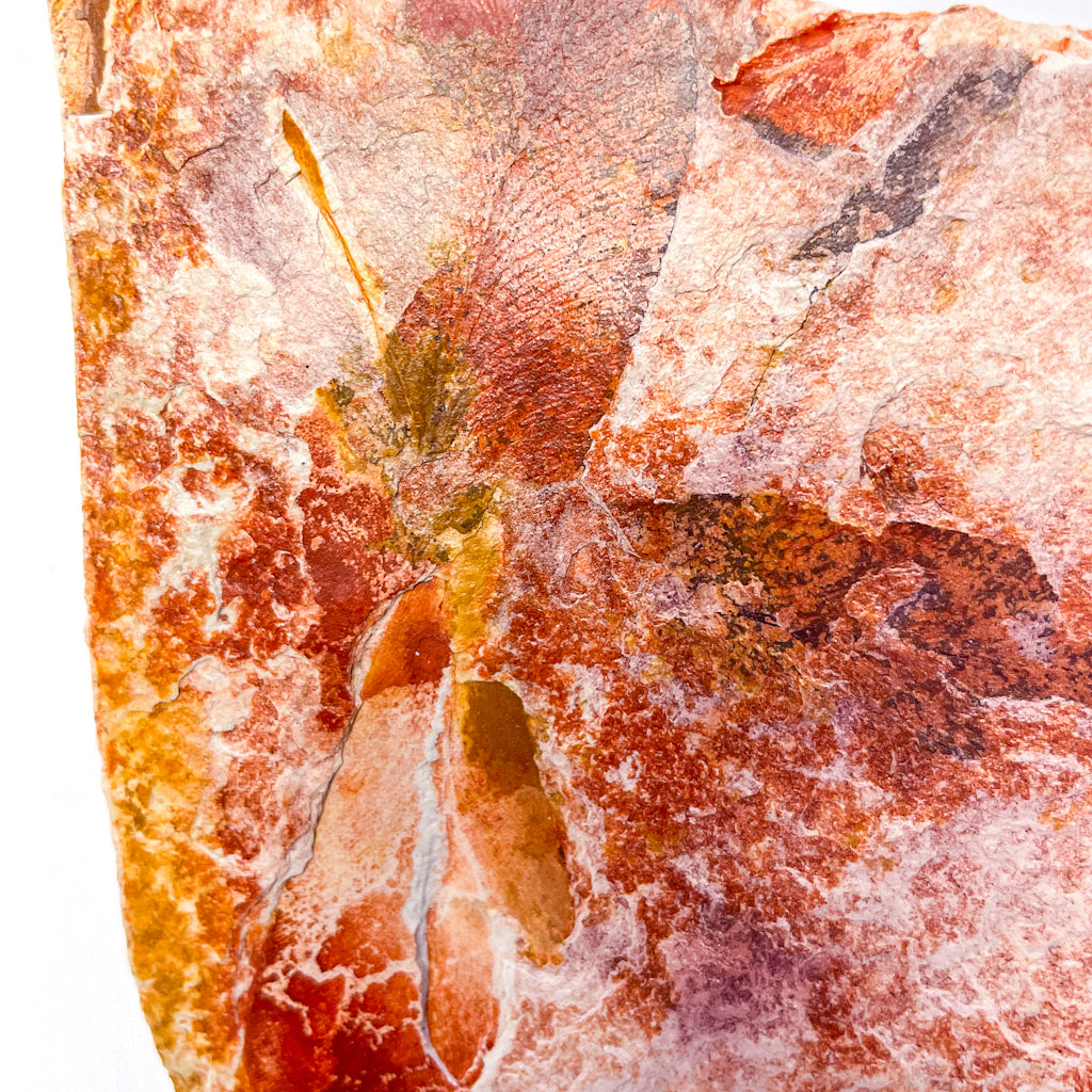 Australian seed fern leaf permian fossil crystal slab