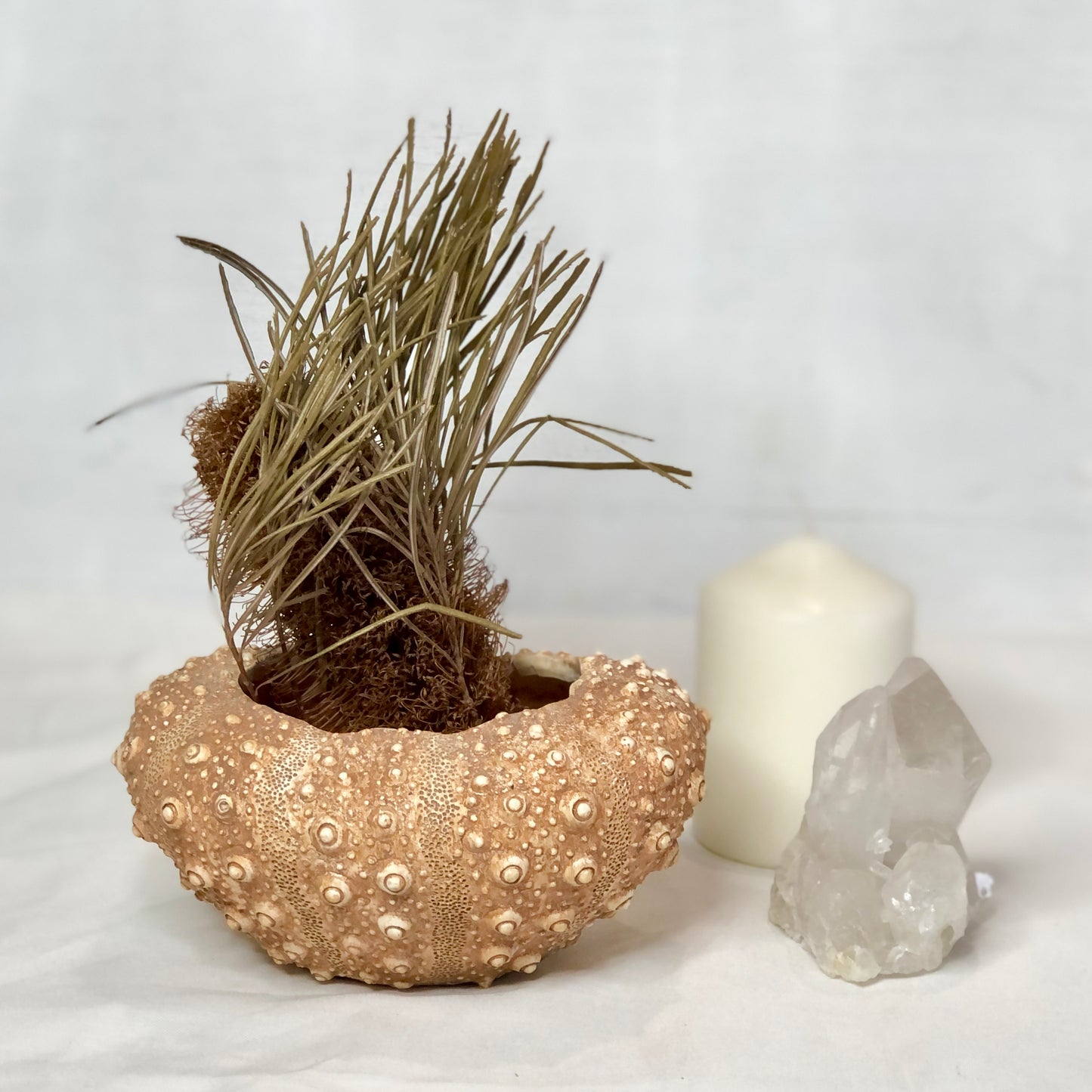 Sea urchin shell planter pot bowl vase