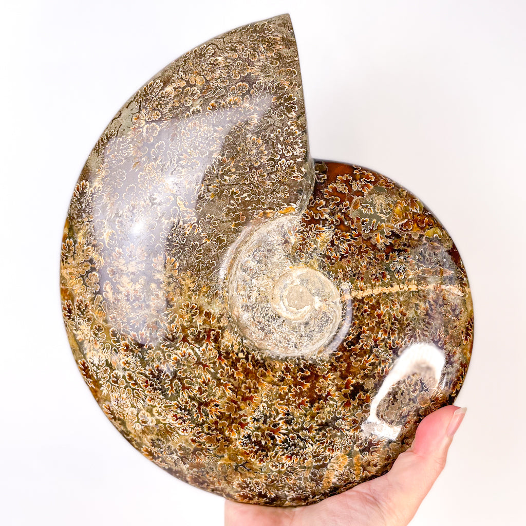 Ammonite whole fossil crystal shell XXL A1 quality 3kg