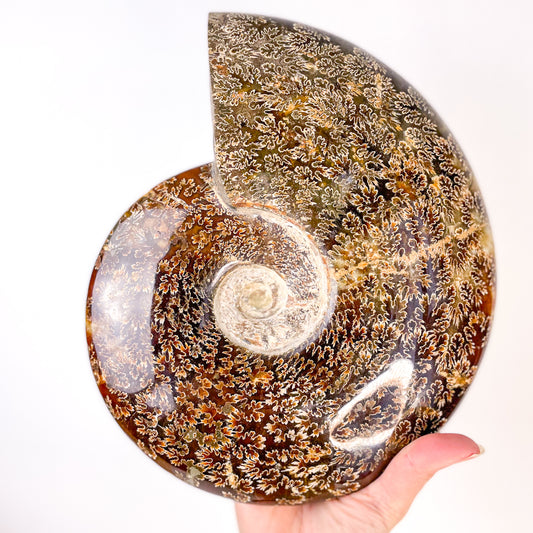 Ammonite whole fossil crystal shell XXL A1 quality 3kg