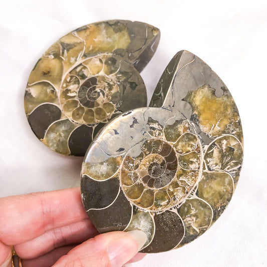 Ammonite + Pyrite sliced fossil crystal shell A1 quality pair